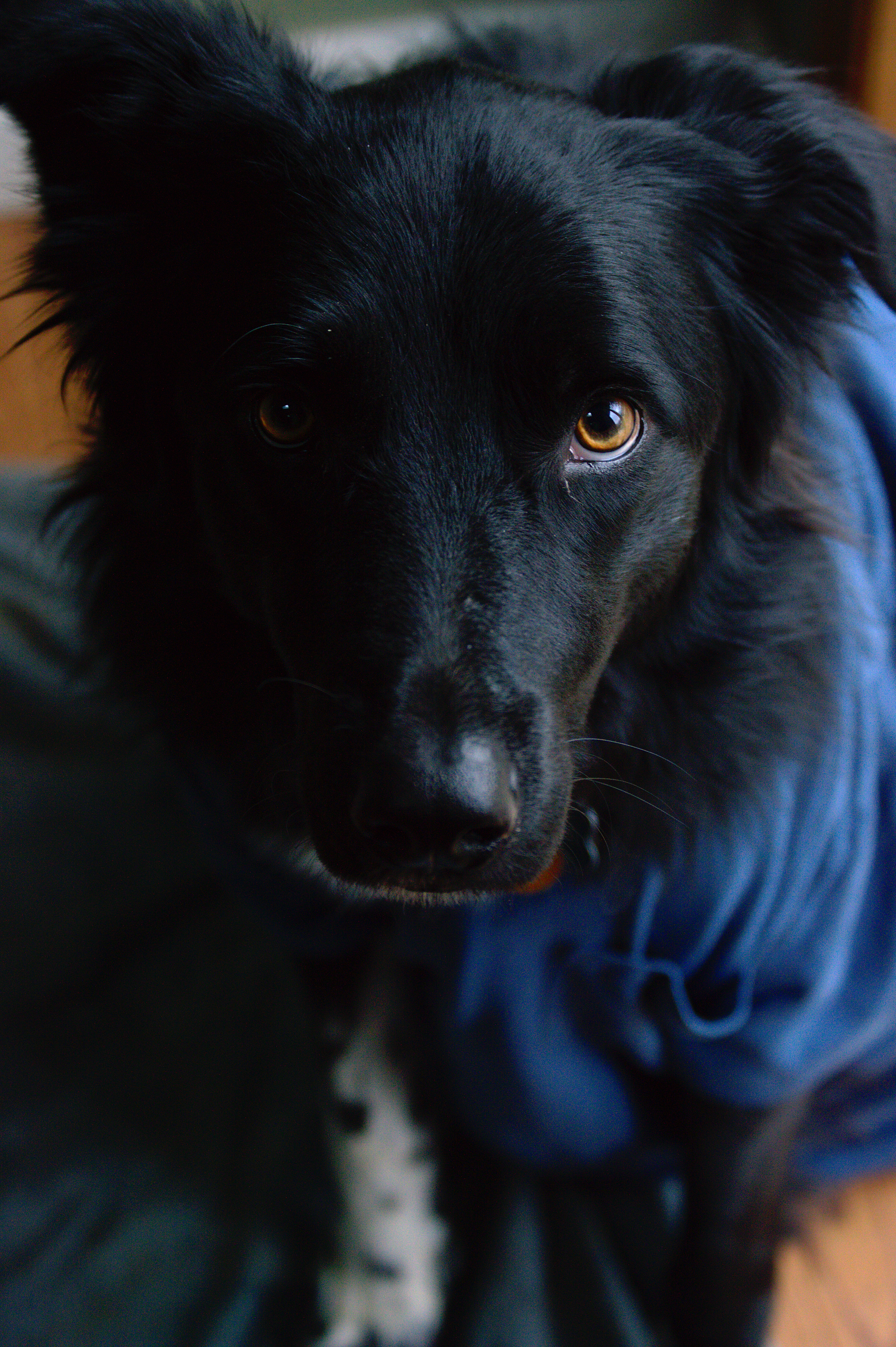 Picture of my dog, Clyde.