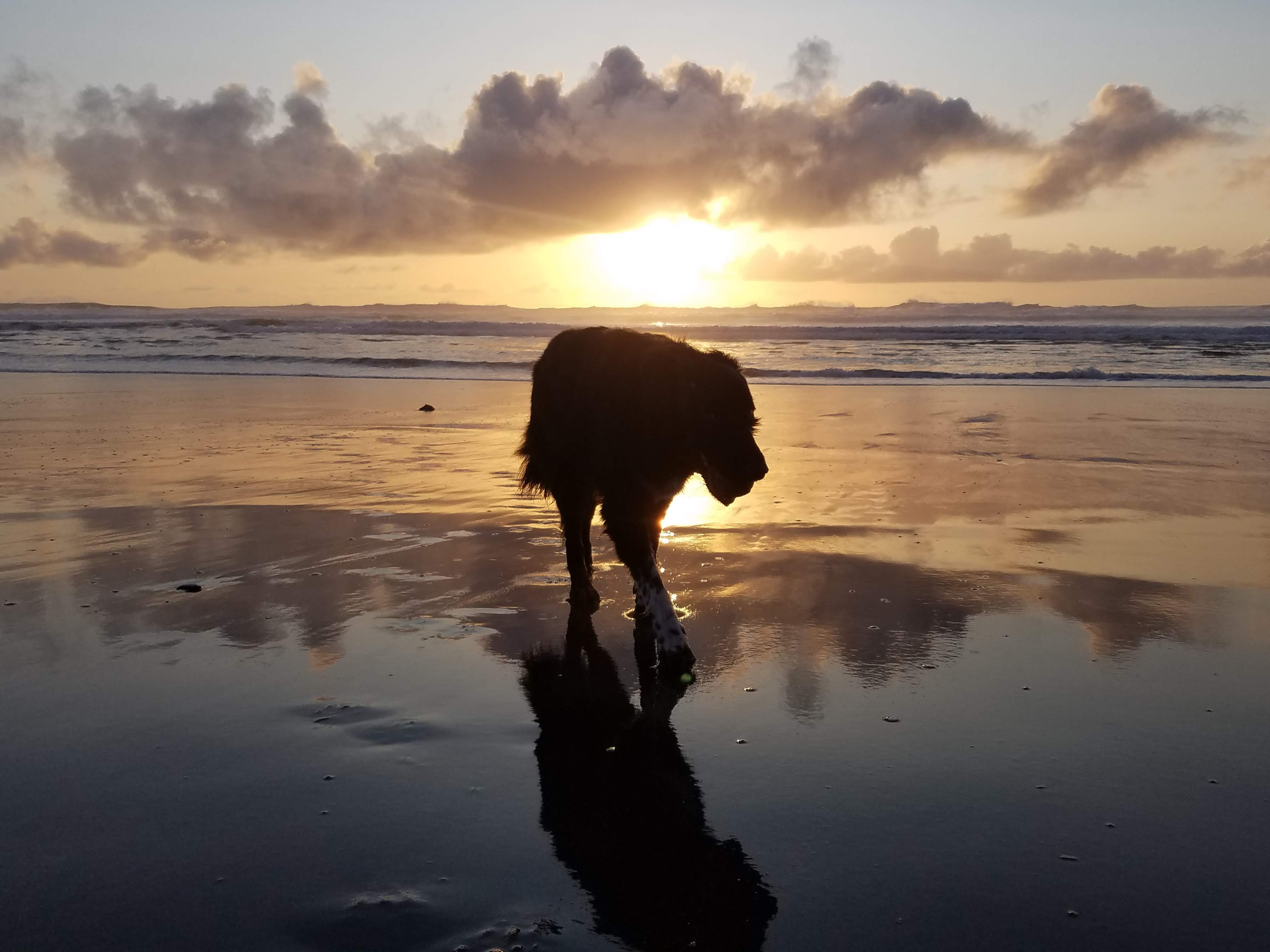 Clyde basking in the sunset.