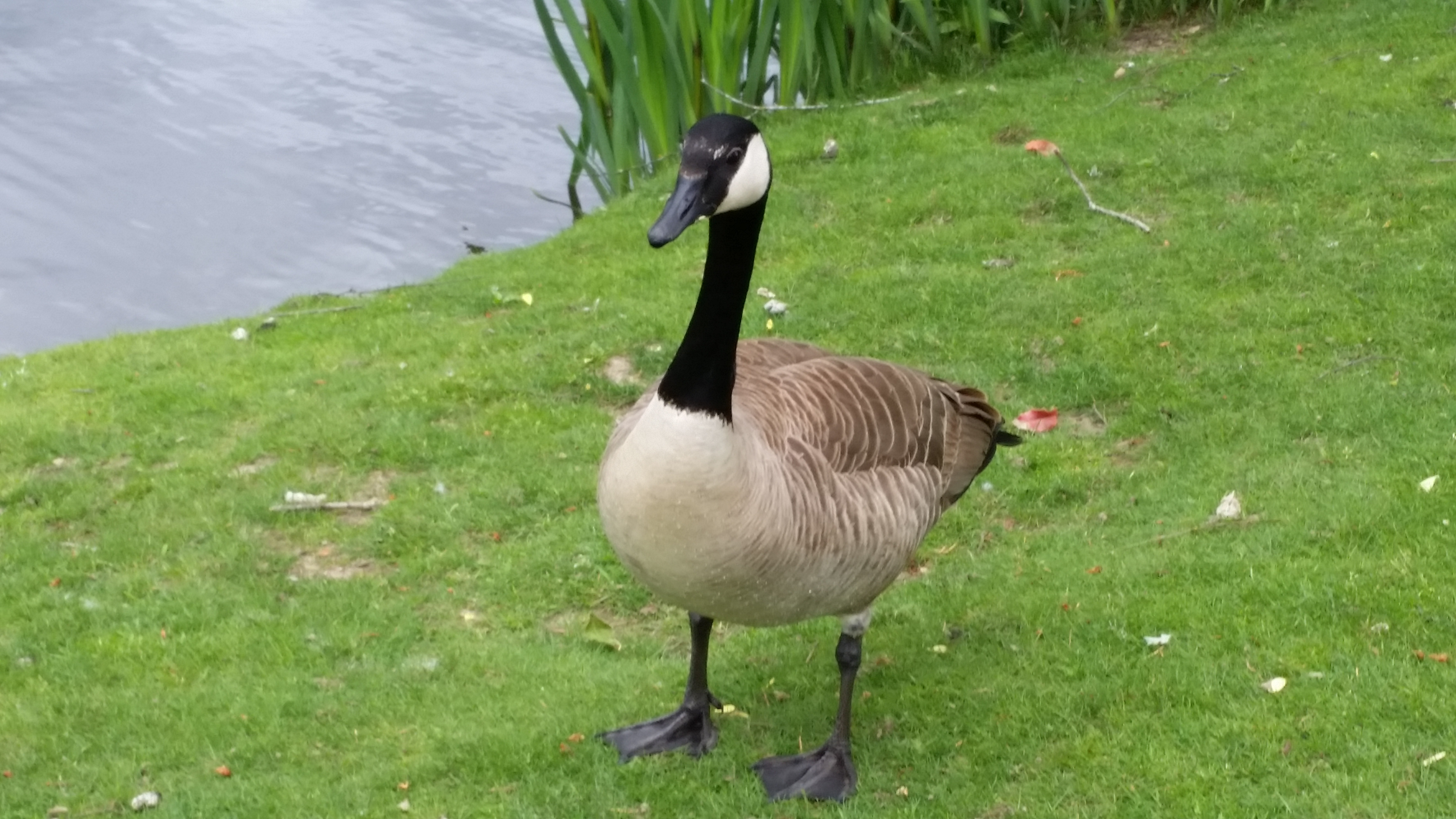 A picture I took of a Canada Goose.
